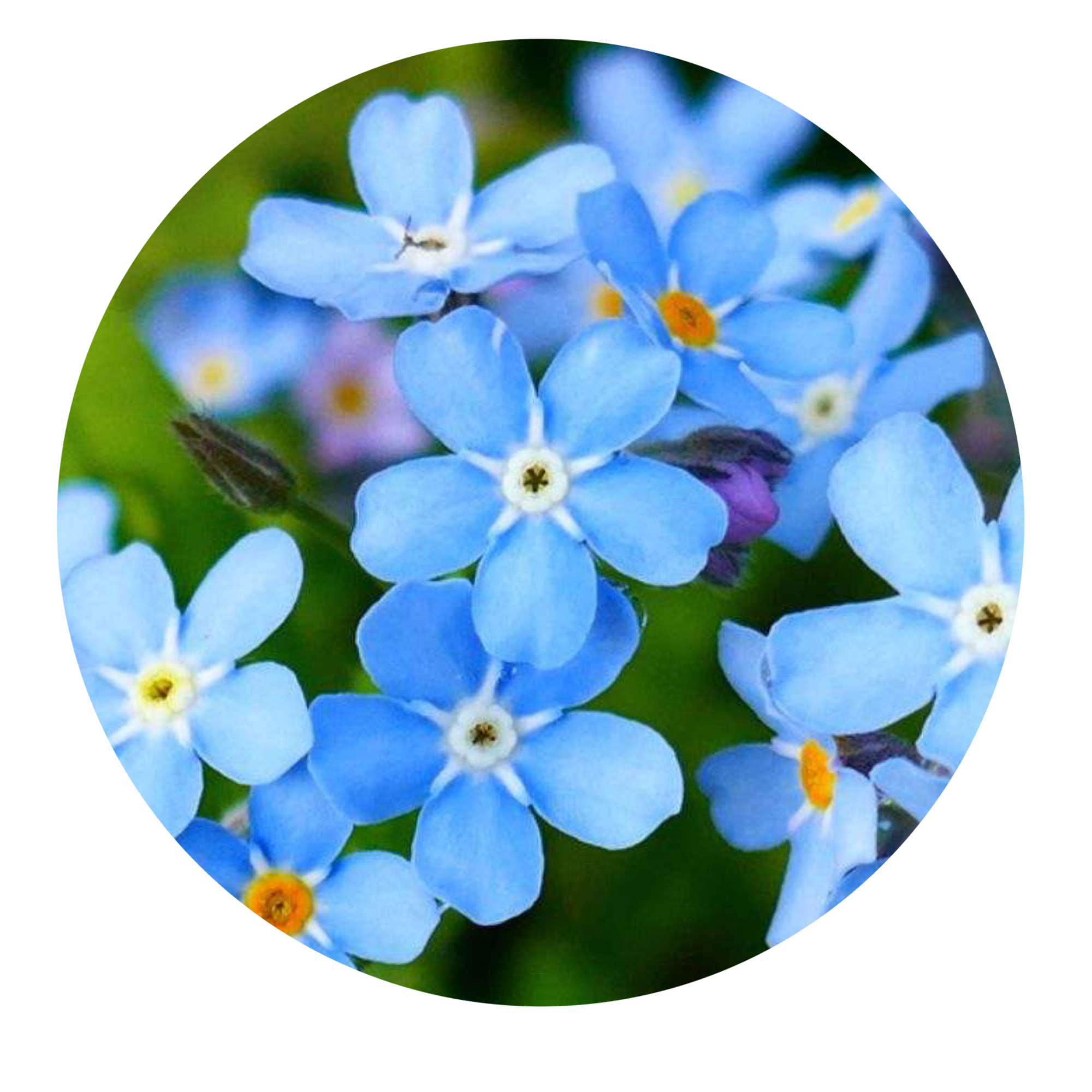 Forget Me Not